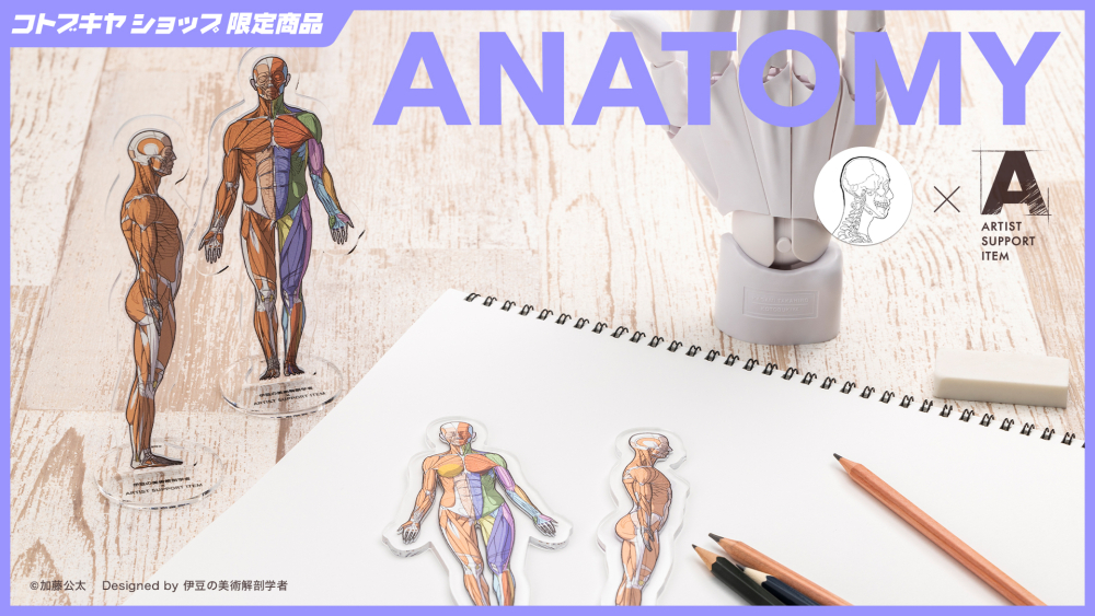 ARTIST SUPPORT ITEM 卓上アナトミーアクリルスタンド【コトブキヤショップ限定品】